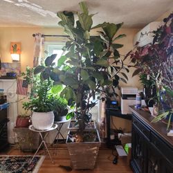 Fiddle Leaf Fig Tree.