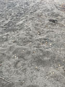 Free Sand/ Sandy Loom
