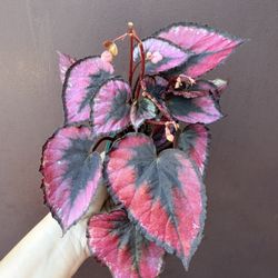 Begonia Red Kiss In 4” Pot 