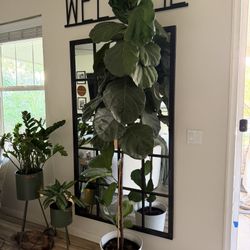 Beautiful Real Live 7’7” feet tall Fiddle Leaf Fig Plant Tree With White Pot Present