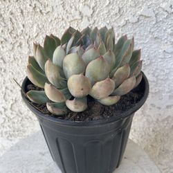 1 Gallon Pot Succulent Plant - Rare Echeveria Masoho - Rooted & Established  - Drought Resistant - 🪴
