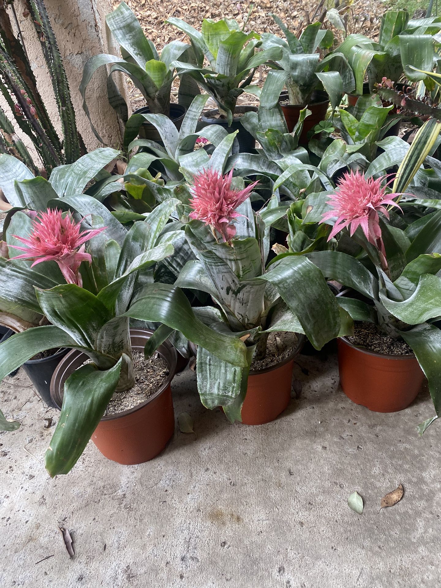 Aechmea Fasciata (Urn Plant)