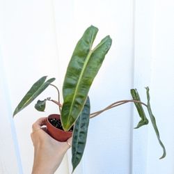 Philodendron Billietae Plant 4" Pot - Indoor House Plants 