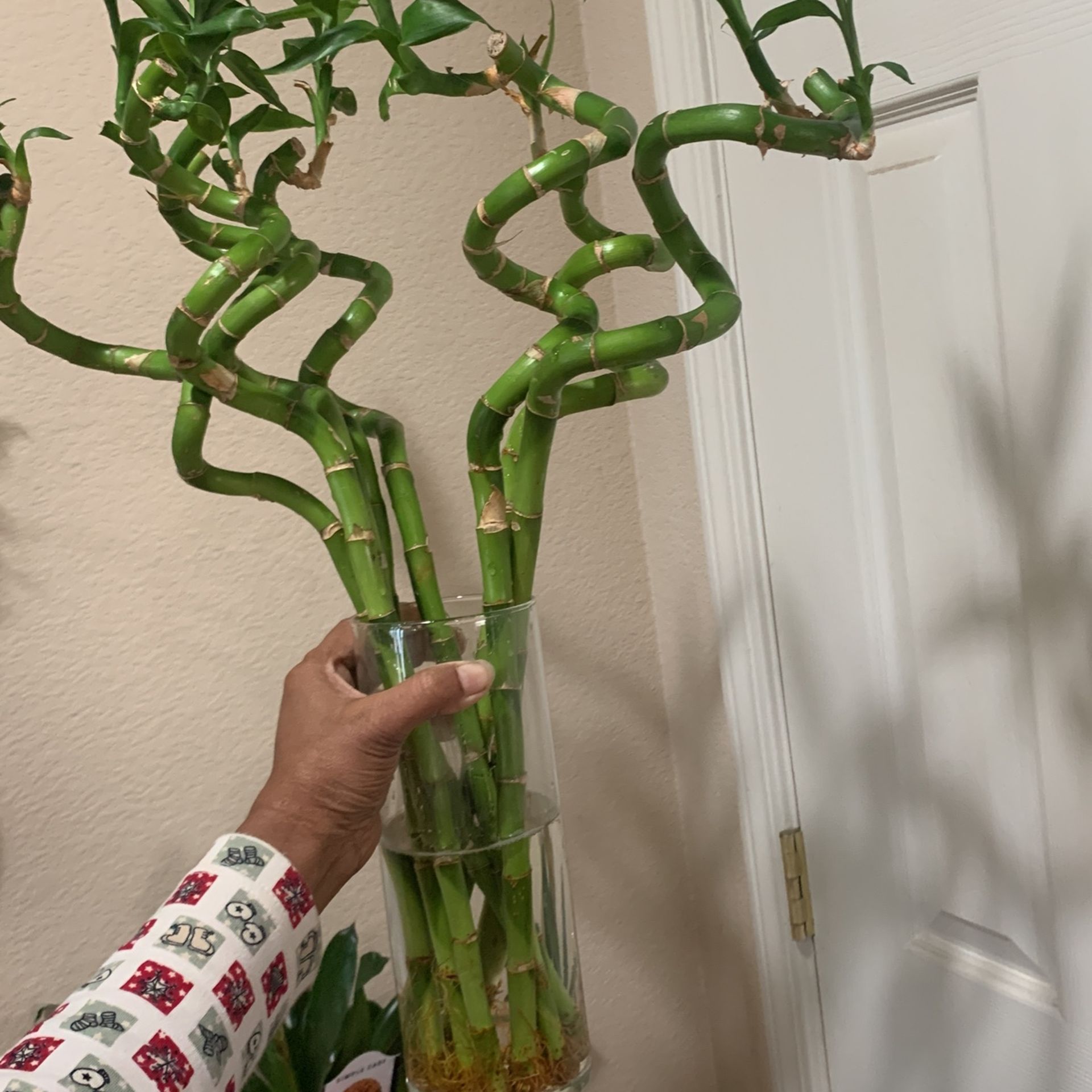 Lucky Bamboo 24” Tall 8 Plant Rooted Potted
