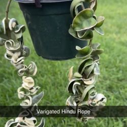 Hoya Varigated Hindu Rope 