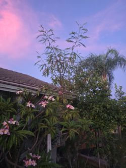 Gouache tree for free