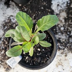 Ruby Red Swiss Chard Plant 