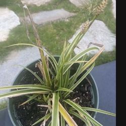 Feather Falls Sedge Perennial