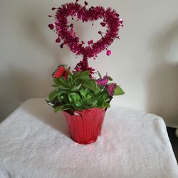 Mother Of 1,000's Plant In 6" Clay Pot