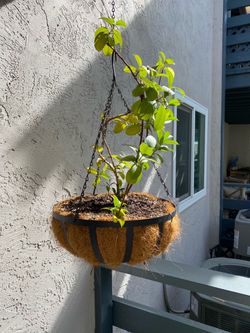 Beautiful hanging Mandevilla plant.
