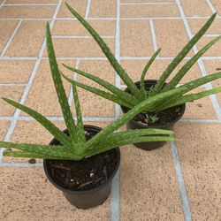 Aloe Vera Plants 🪴 