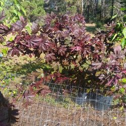 3 Gallon Cranberry Hibiscus 