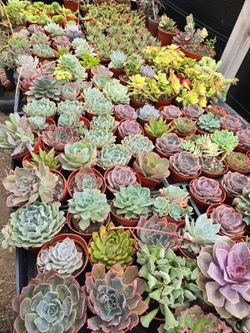 Echeverias
