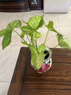 Arrowhead Plant - Syngonium Podophyllum “Emerald Green”