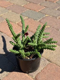 Huernia Schneideriana/Flor de dragón