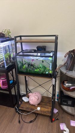 Whole set with betta, Filter, heater and light and stand