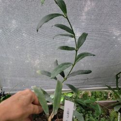 Hoya Plants