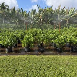 7 Gallon Clusias 3-5 Foot  Healthy Fertilized Full Beutifull