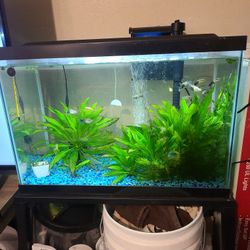 Fishtank/live Plants/fish 