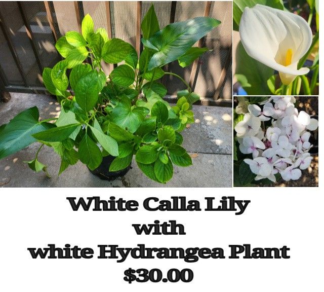 White Calla Lily Plant With White Hydrangea Plant