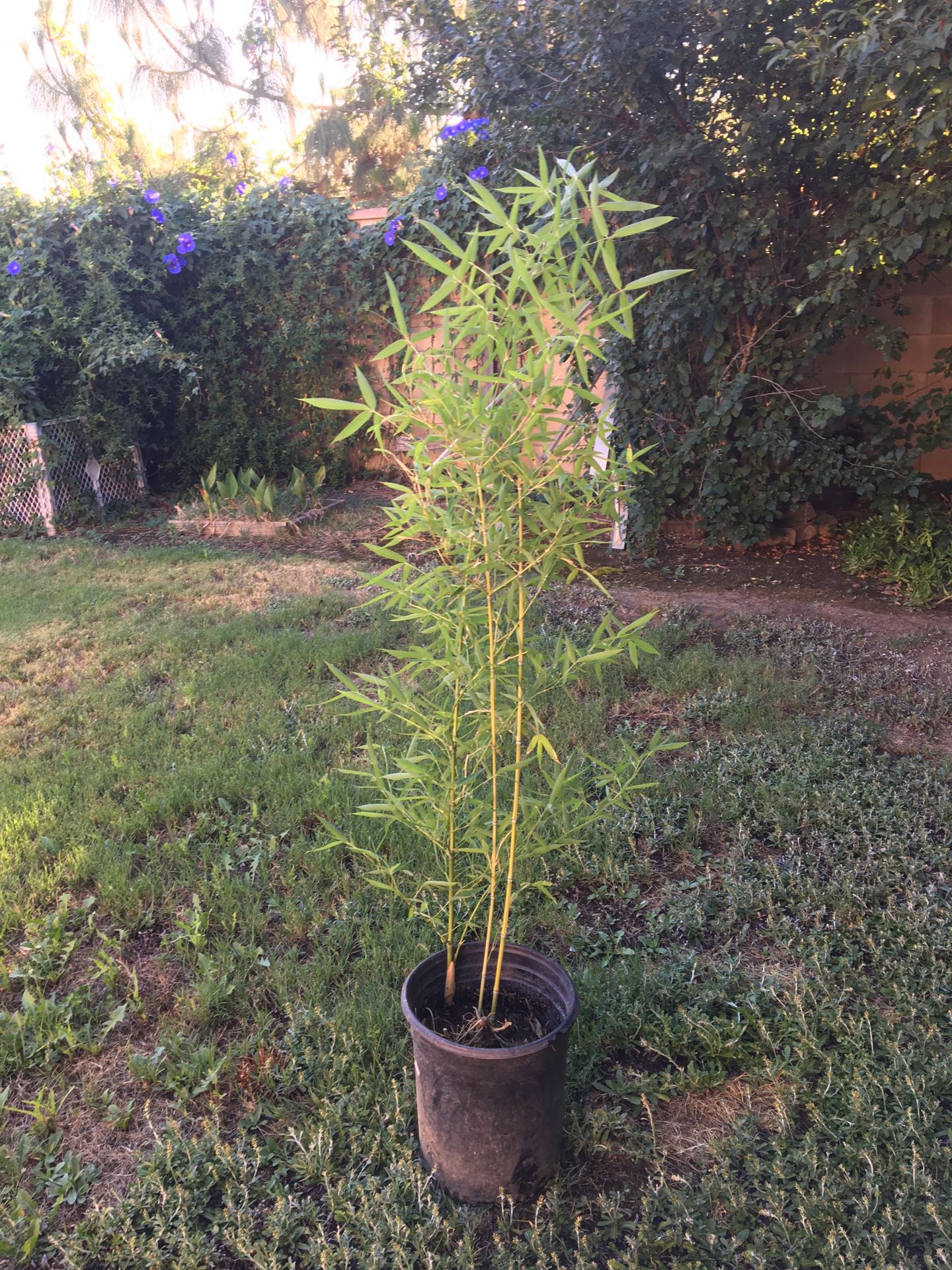 Oriental bamboo plants with more small baby