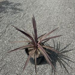 Cordyline