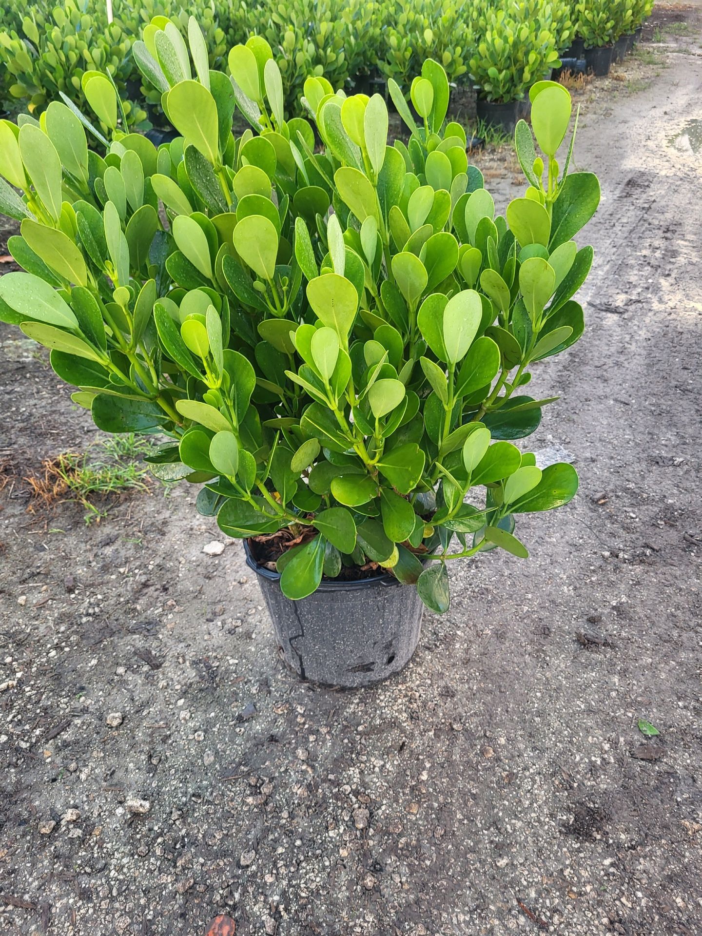 Clusia 7g Full