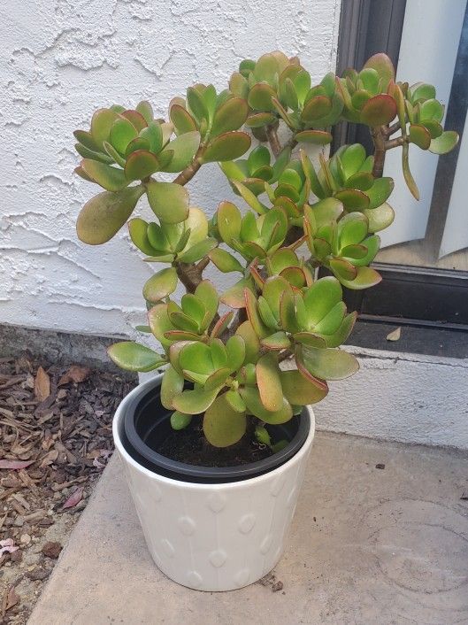 Crassula Jade Succulent In White Ceramic Planter