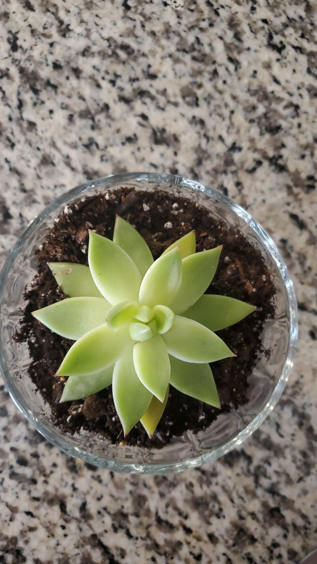 Beautiful live succulent in cute dish. Super cute for bathroom or kitchen.