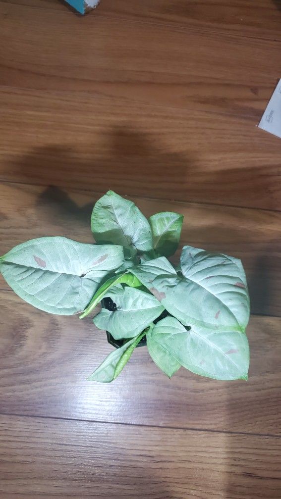 Milk Confetti Syngonium