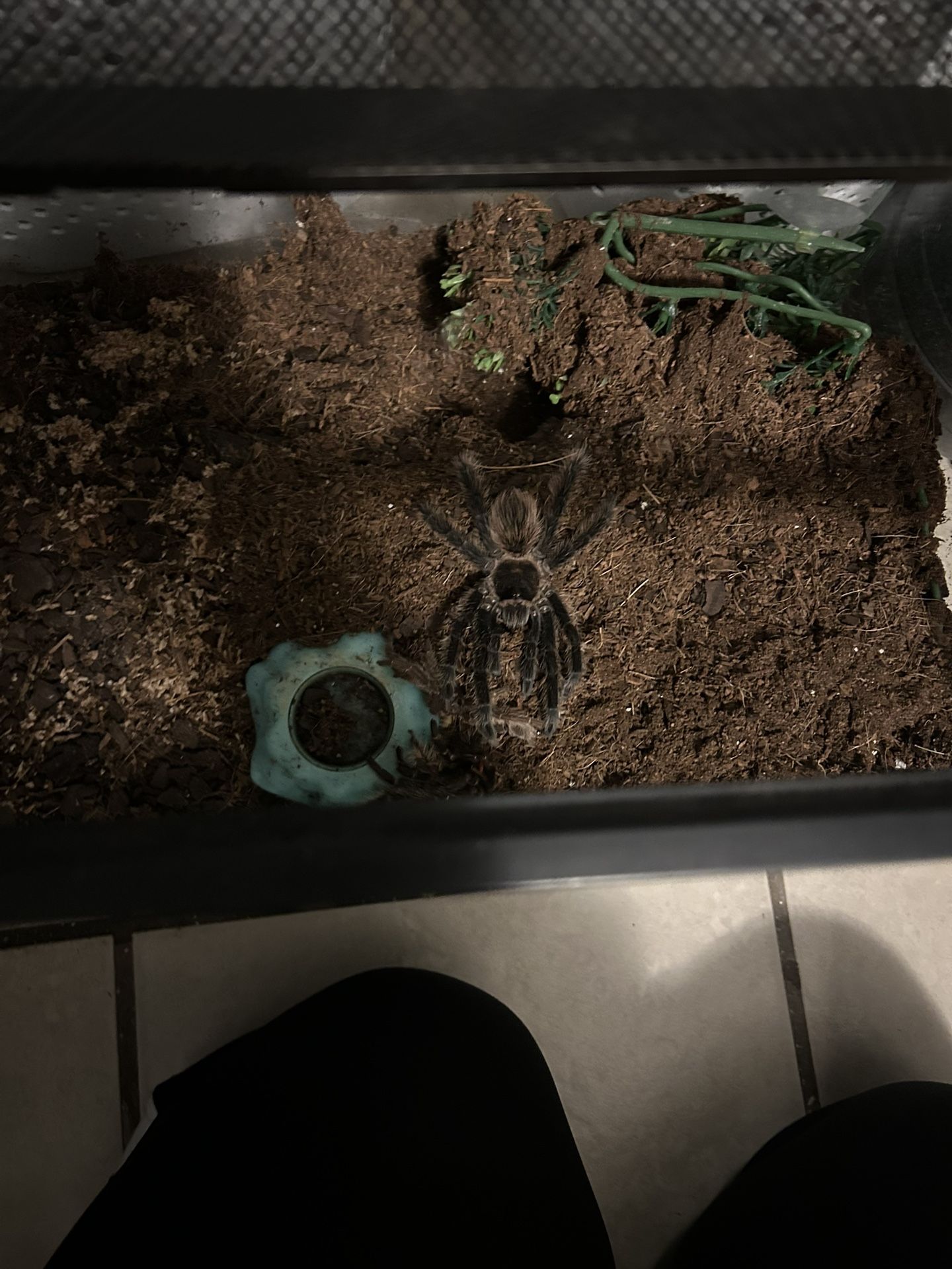 Beautiful Bahia Gray Bird Eater Tarantula With Tank And Accessories