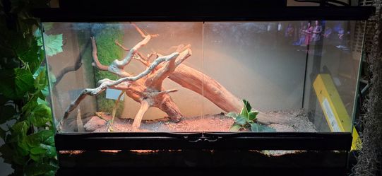 Bearded Dragon Reptile Tank