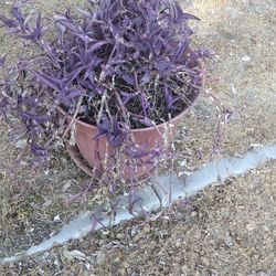 Purple Plant