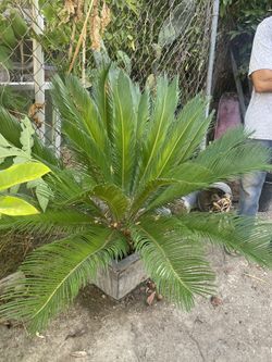 Sago Palm Tree 