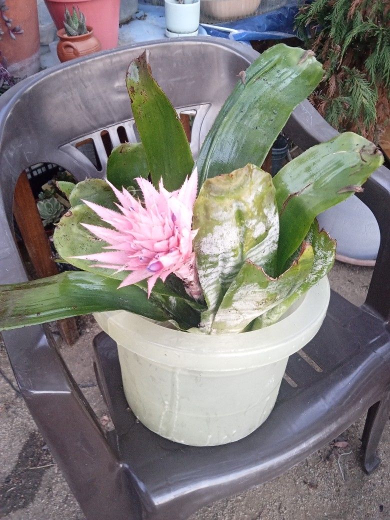 Suculenta