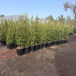 Indian Laurel Ficus 15 Gal