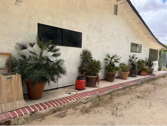 Flowers pots