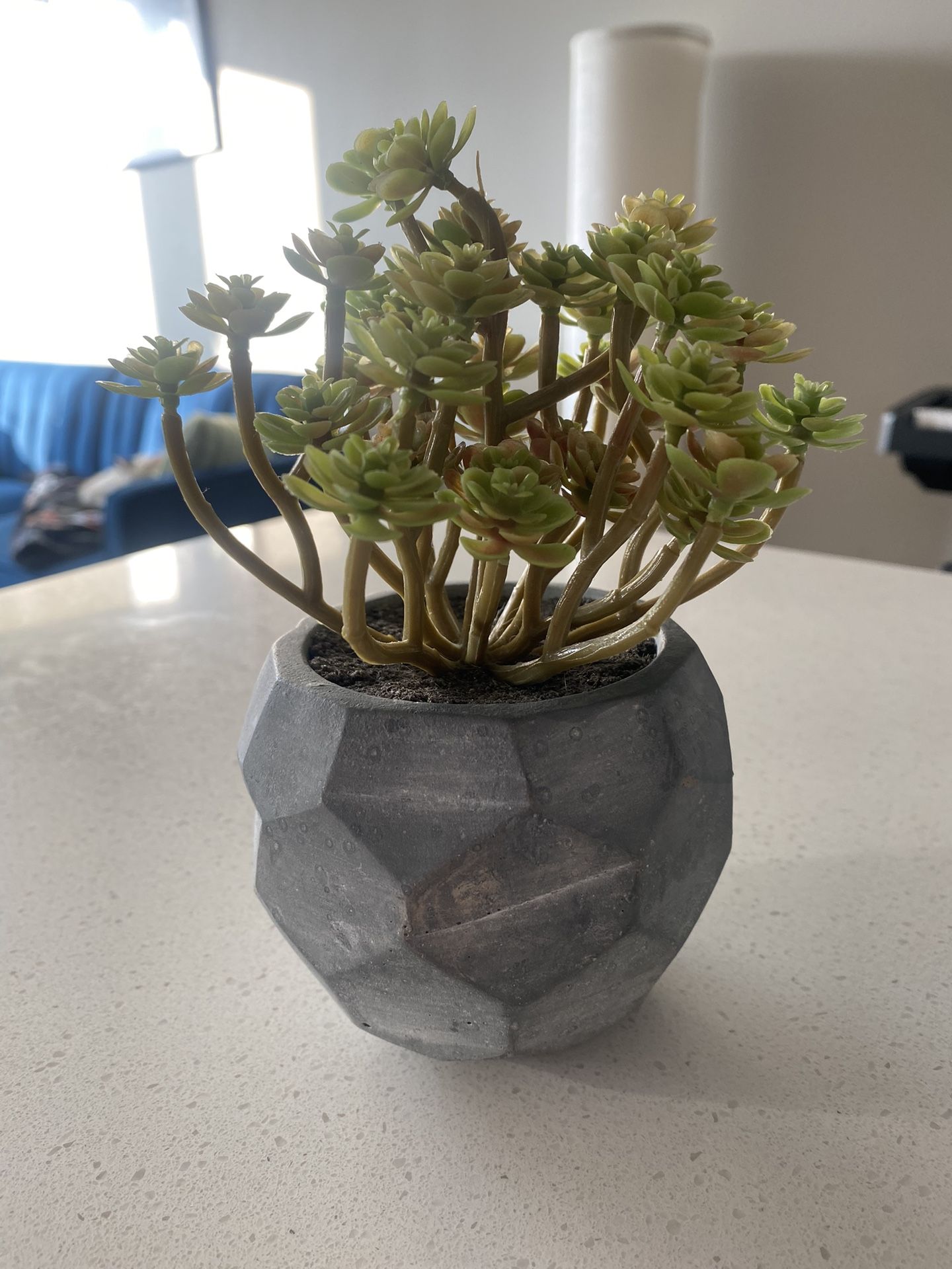 Ashland Decorative Succulent 