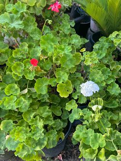 Geranium
