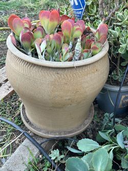 Classy ceramic planter + Plant