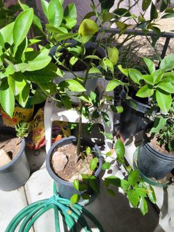 Grapefruit  tree.
