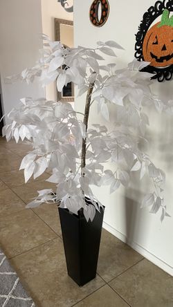 Plant