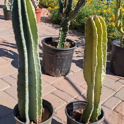 Cactus, night blooming cereus
