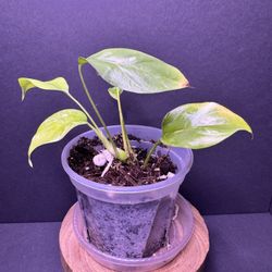 Rhaphidophora Tetrasperma Variagated (mini Monstera)