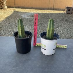 Blue Myrtle Cactus (Myrtillocactus Goemetrizans)