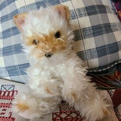Stuffed Puppy Dog
