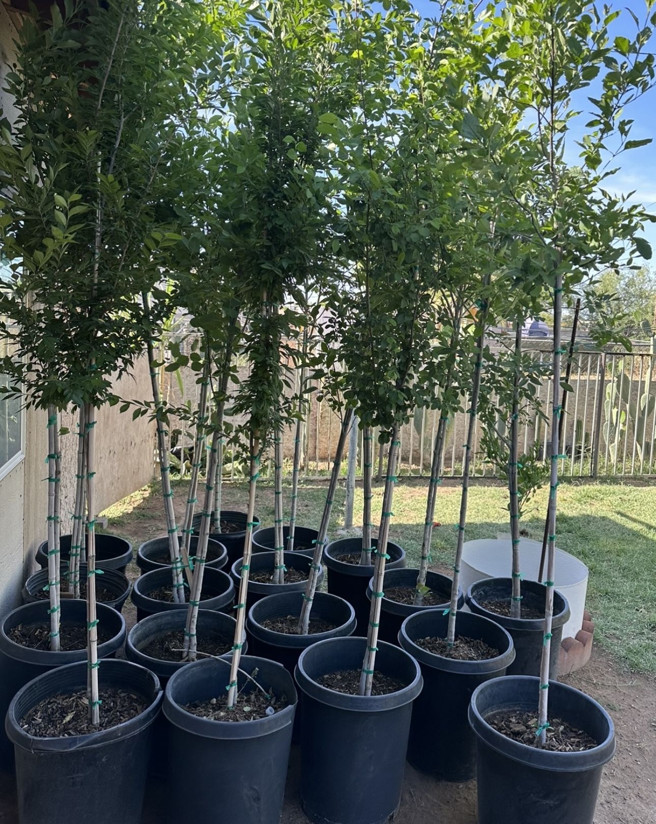 Bonita Ash Trees In 15 Gallons 8F The Tall 85 Each Price Firm ! for Sale in Avondale, AZ OfferUp
