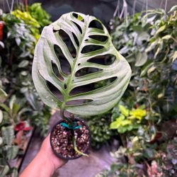 Monstera Esqueleto W/ New Leaf On The Way