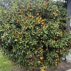 Kumquats Organic