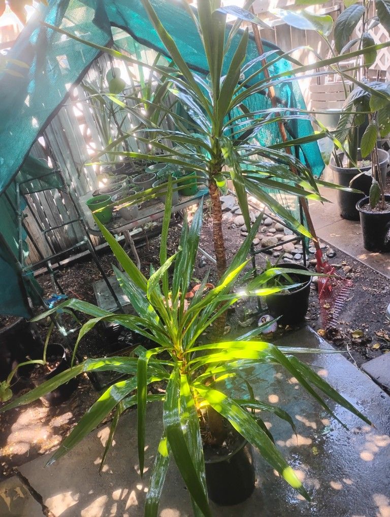 Yucca Palm Tree
